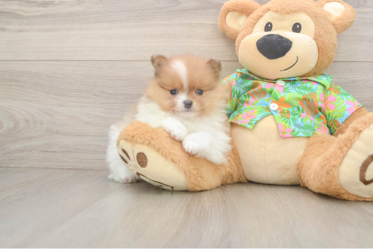 Energetic Dwarf Spitz Purebred Puppy