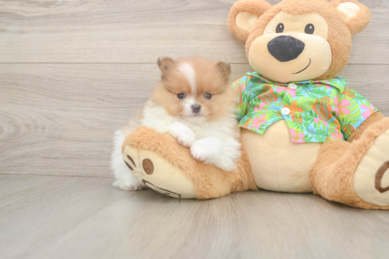 Energetic Dwarf Spitz Purebred Puppy