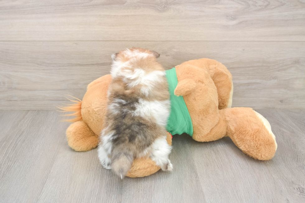 Cute Deutscher Spitz Purebred Puppy