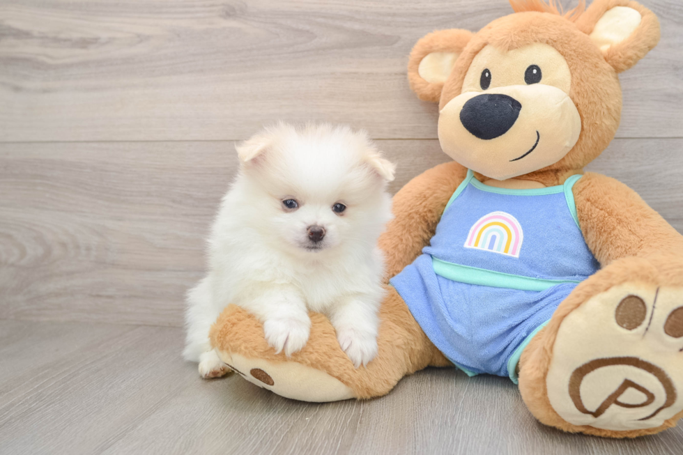 Little Pomeranian Baby