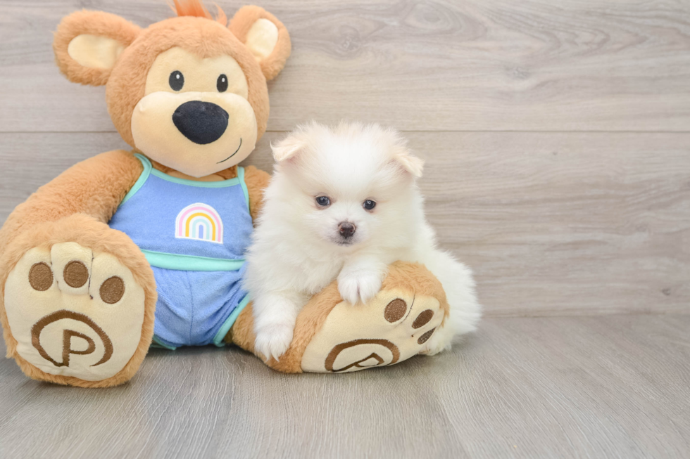 Pomeranian Pup Being Cute