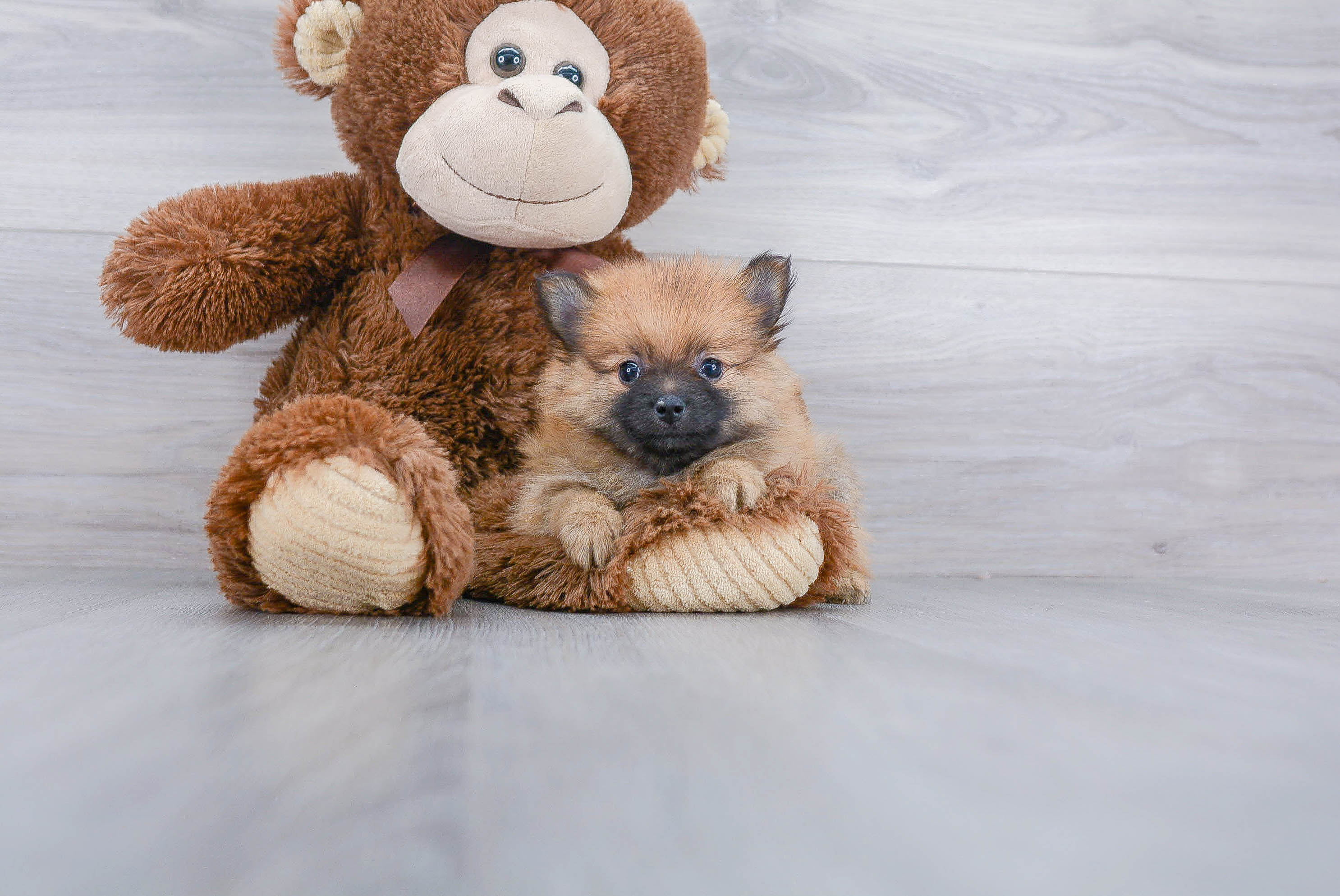 Best Pomeranian Baby
