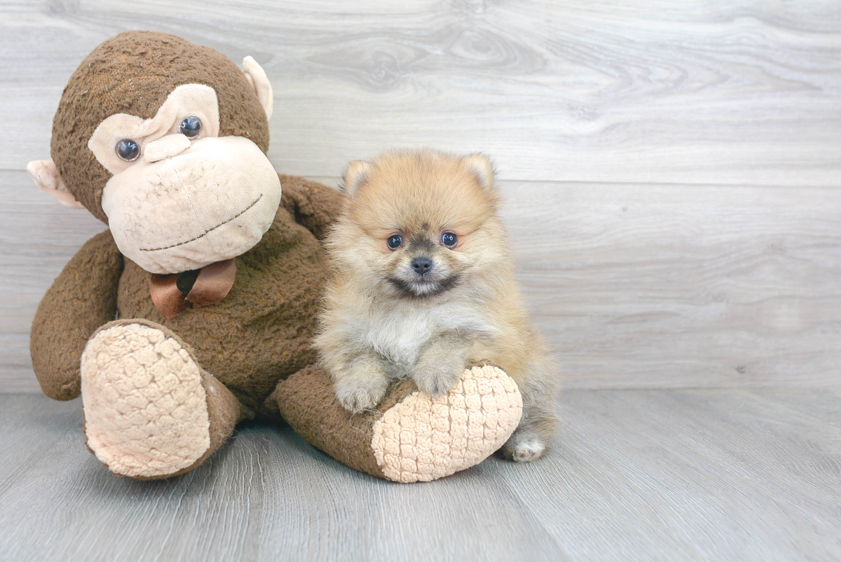 Hypoallergenic Pomeranian Baby