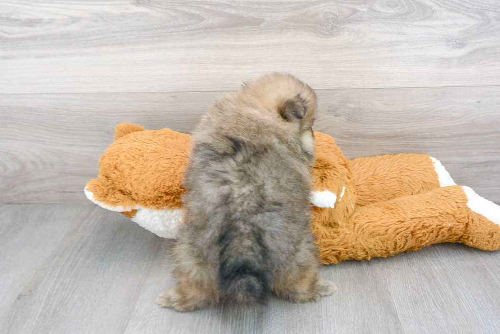 Pomeranian Puppy for Adoption