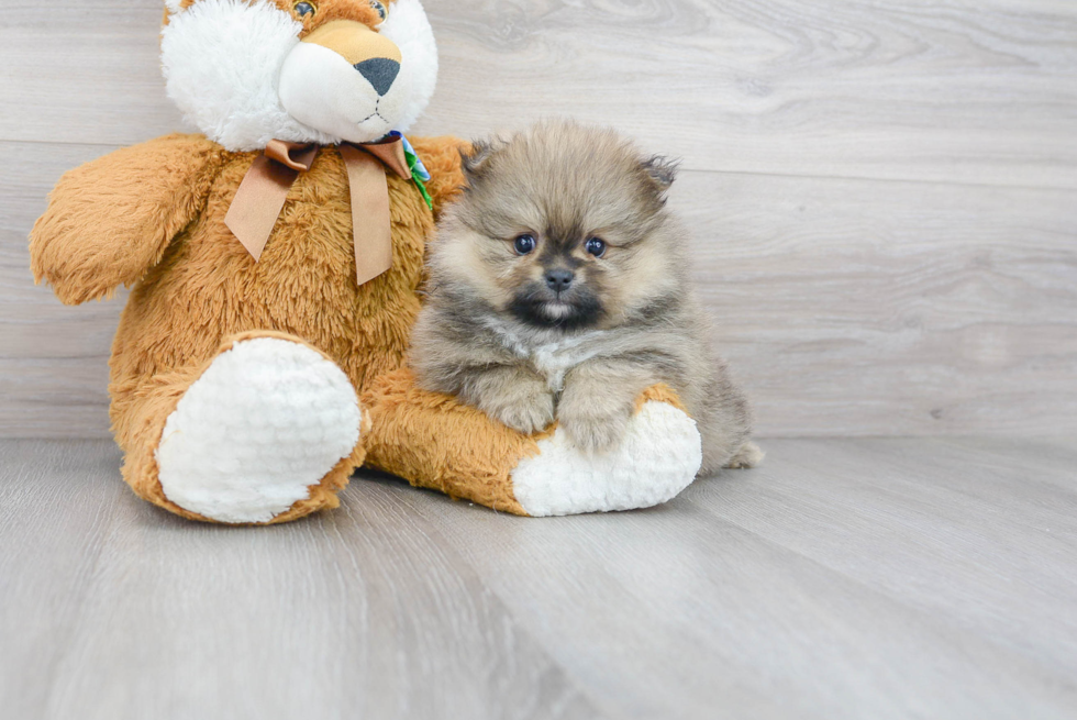 Pomeranian Puppy for Adoption
