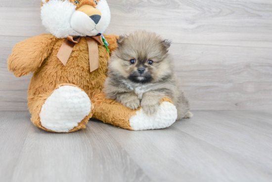Pomeranian Puppy for Adoption