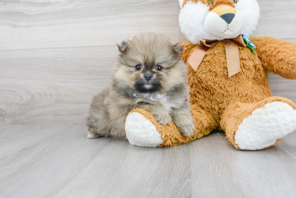 Energetic Pomeranian Purebred Puppy