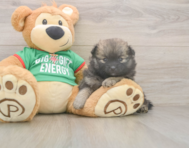 7 week old Pomeranian Puppy For Sale - Premier Pups