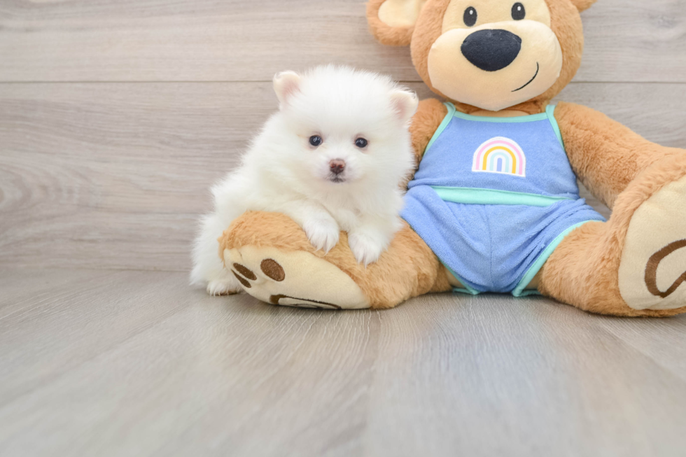 Pomeranian Puppy for Adoption