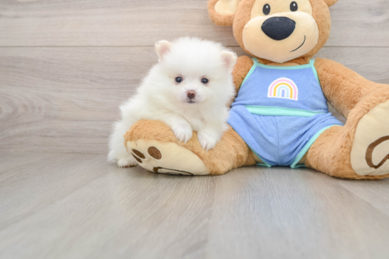 Pomeranian Puppy for Adoption