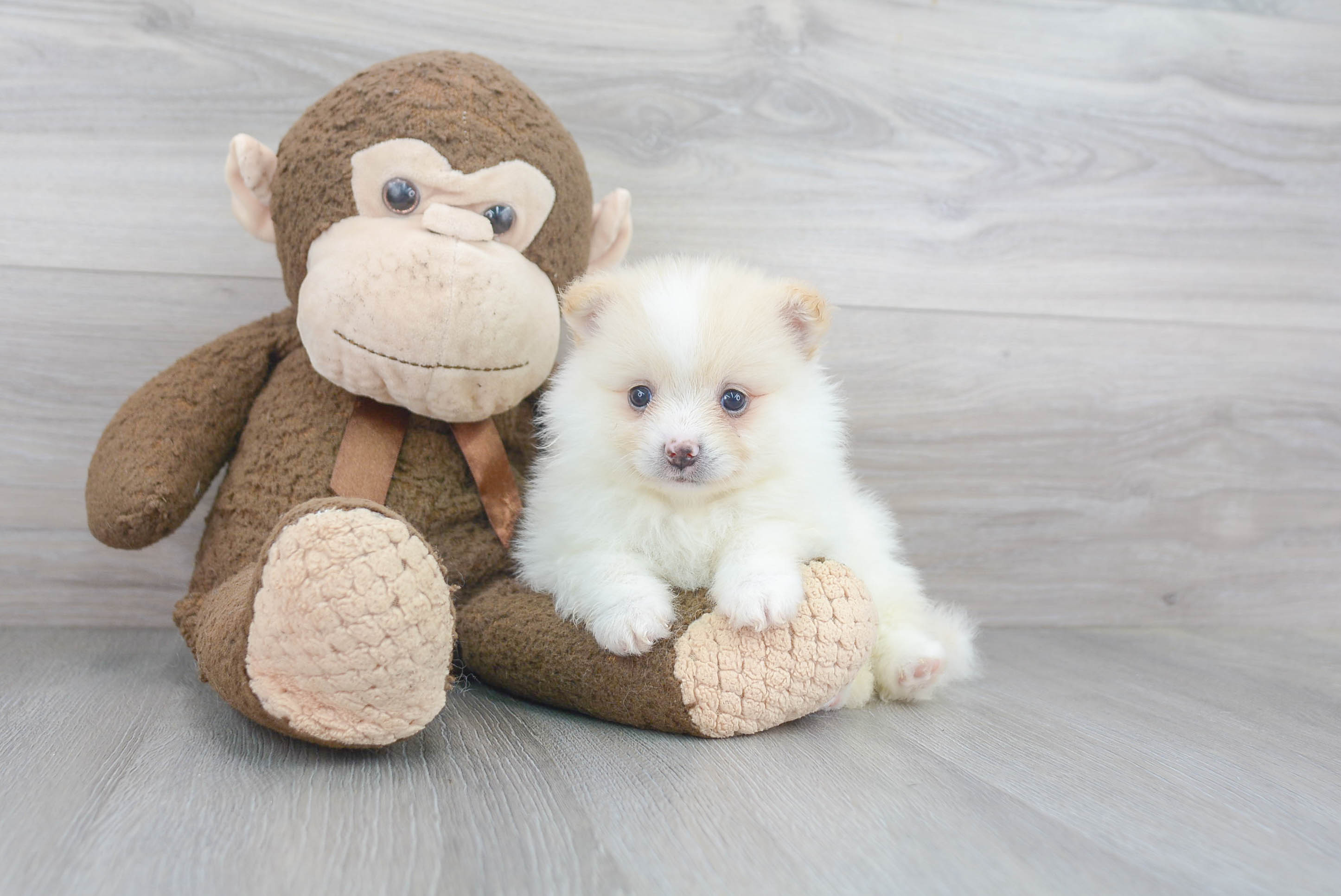 Pomeranian Puppy for Adoption