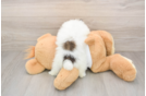 Pomeranian Puppy for Adoption