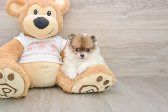 Pomeranian Puppy for Adoption