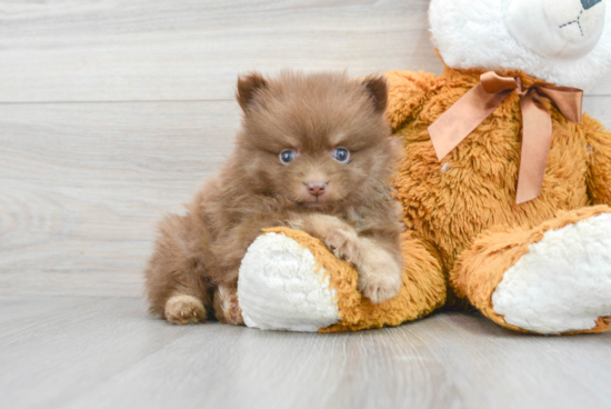 Little Pomeranian Baby