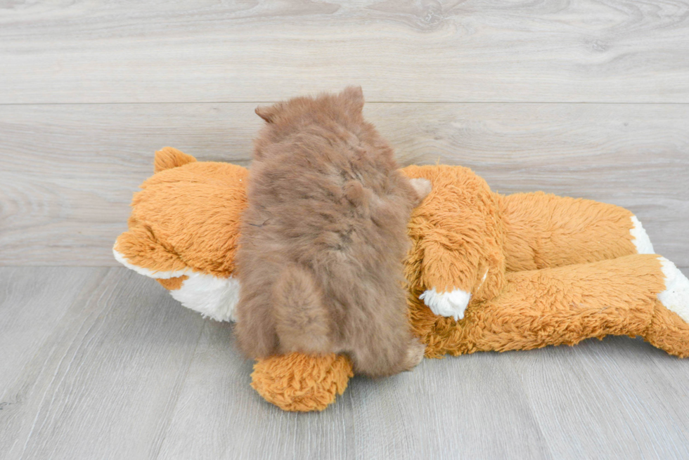 Cute Pomeranian Purebred Puppy