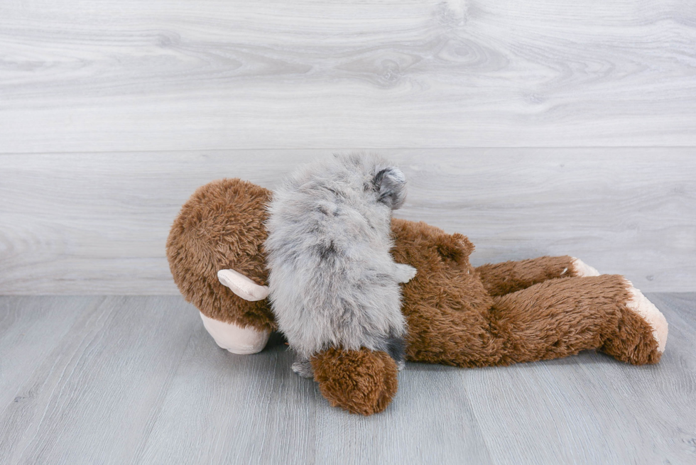 Akc Registered Pomeranian Purebred Pup