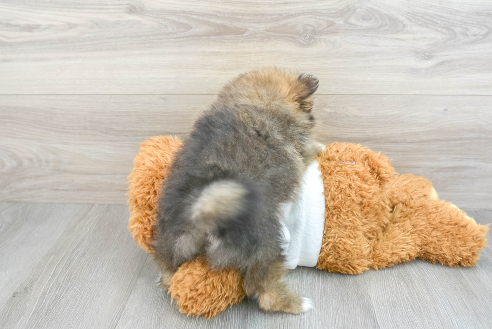 Best Pomeranian Baby