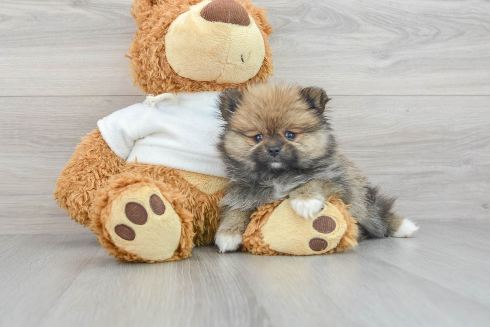Little Pomeranian Purebred Pup