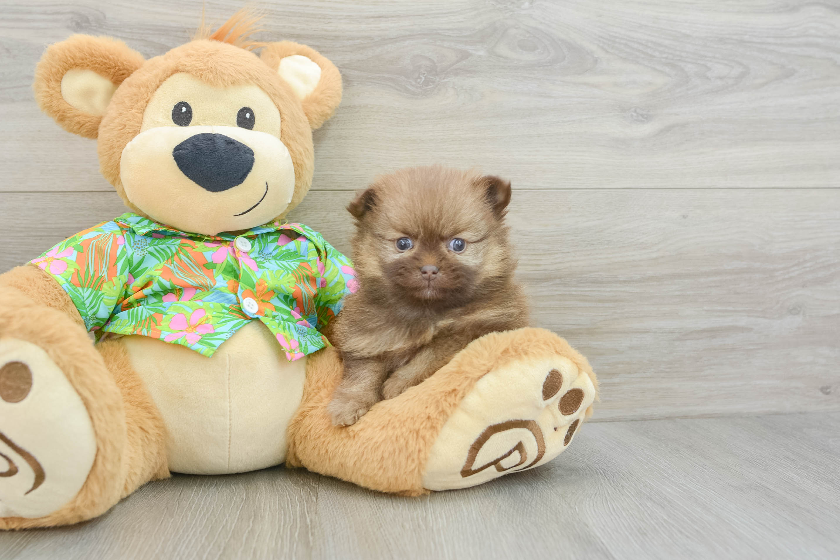 Pomeranian Pup Being Cute