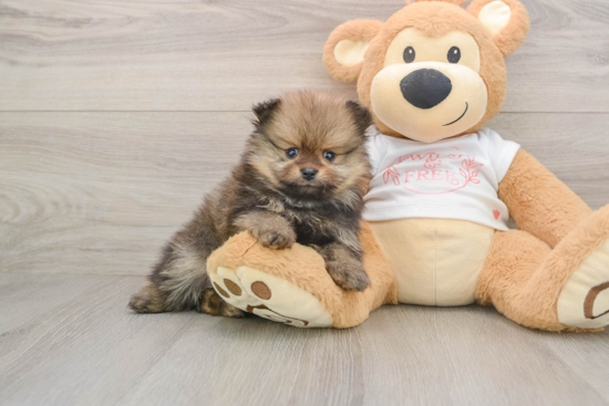 Fluffy Loulou Purebred Puppy