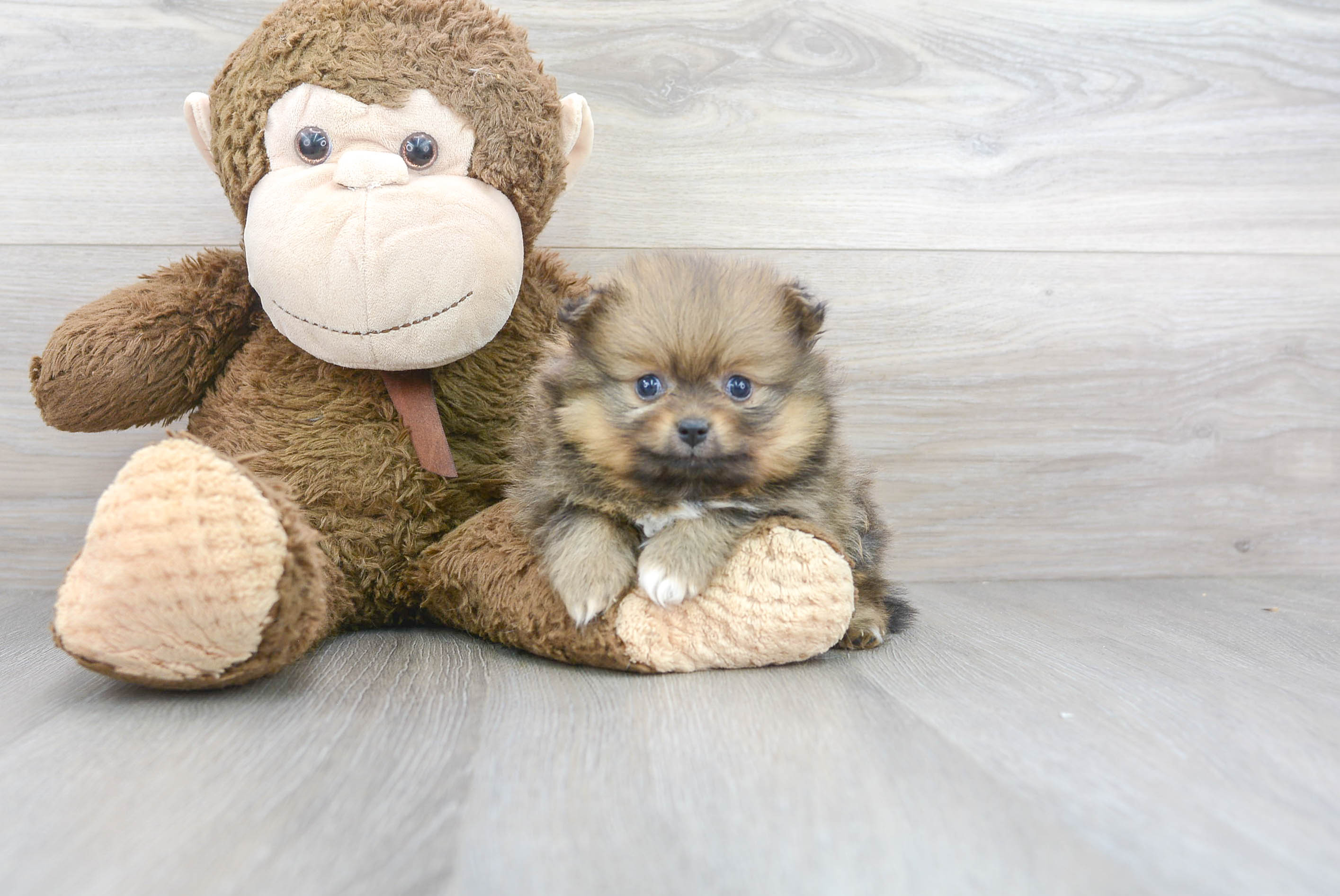 Popular Pomeranian Purebred Pup