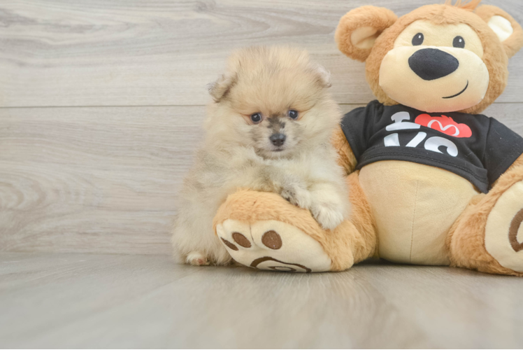 Playful Pomeranian Purebred Pup