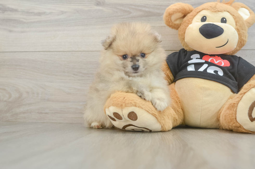 Playful Pomeranian Purebred Pup