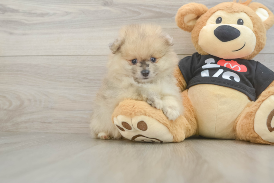 Playful Pomeranian Purebred Pup