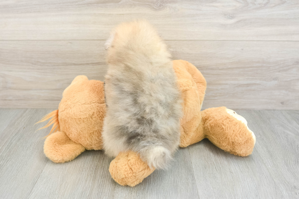 Friendly Pomeranian Purebred Pup