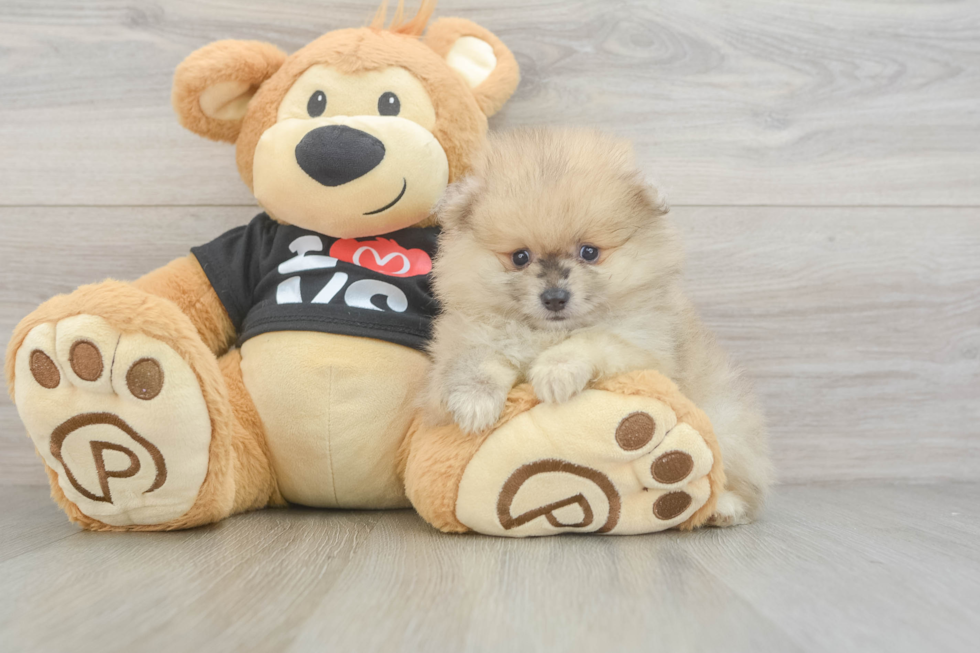 Best Pomeranian Baby