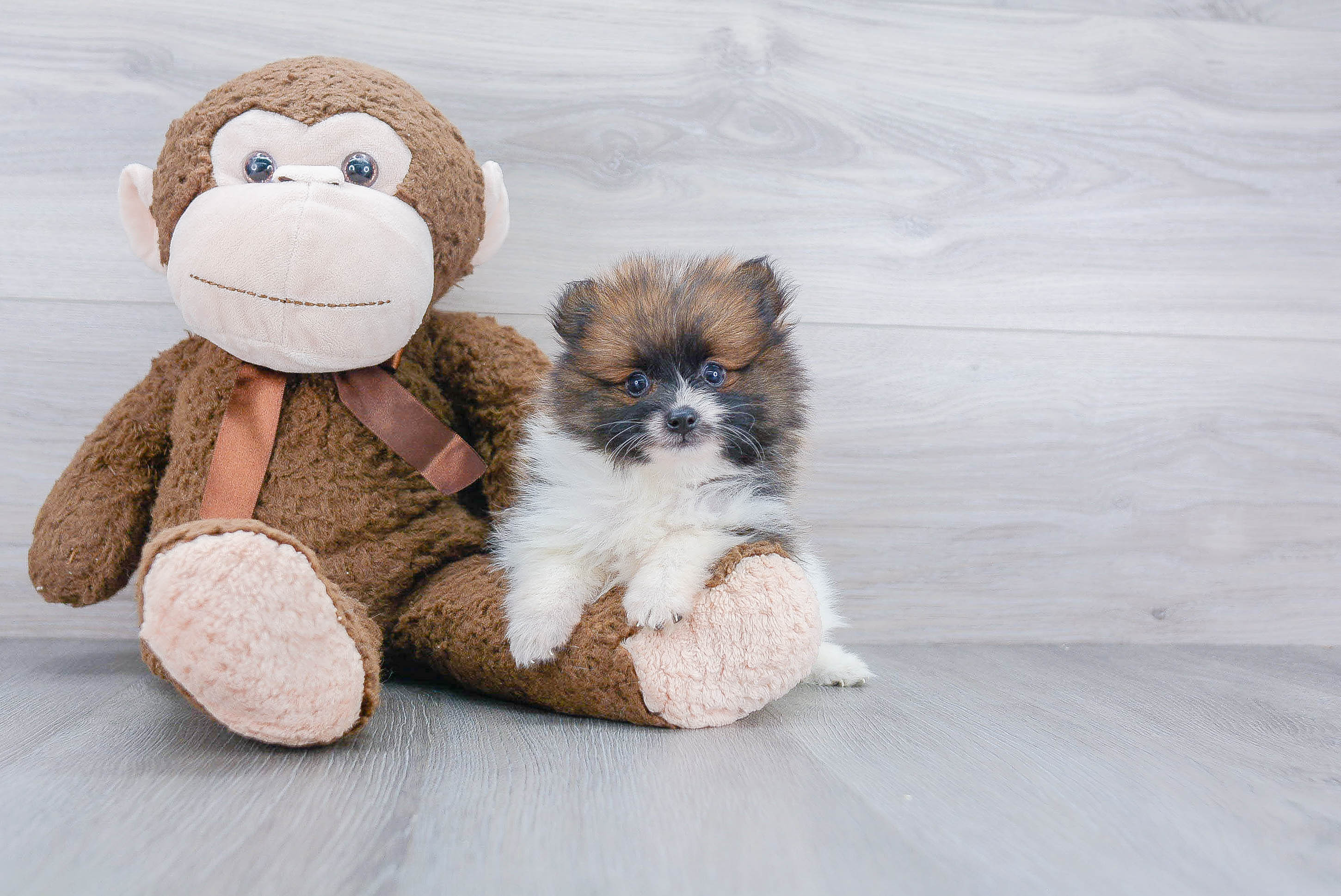 Popular Pomeranian Baby