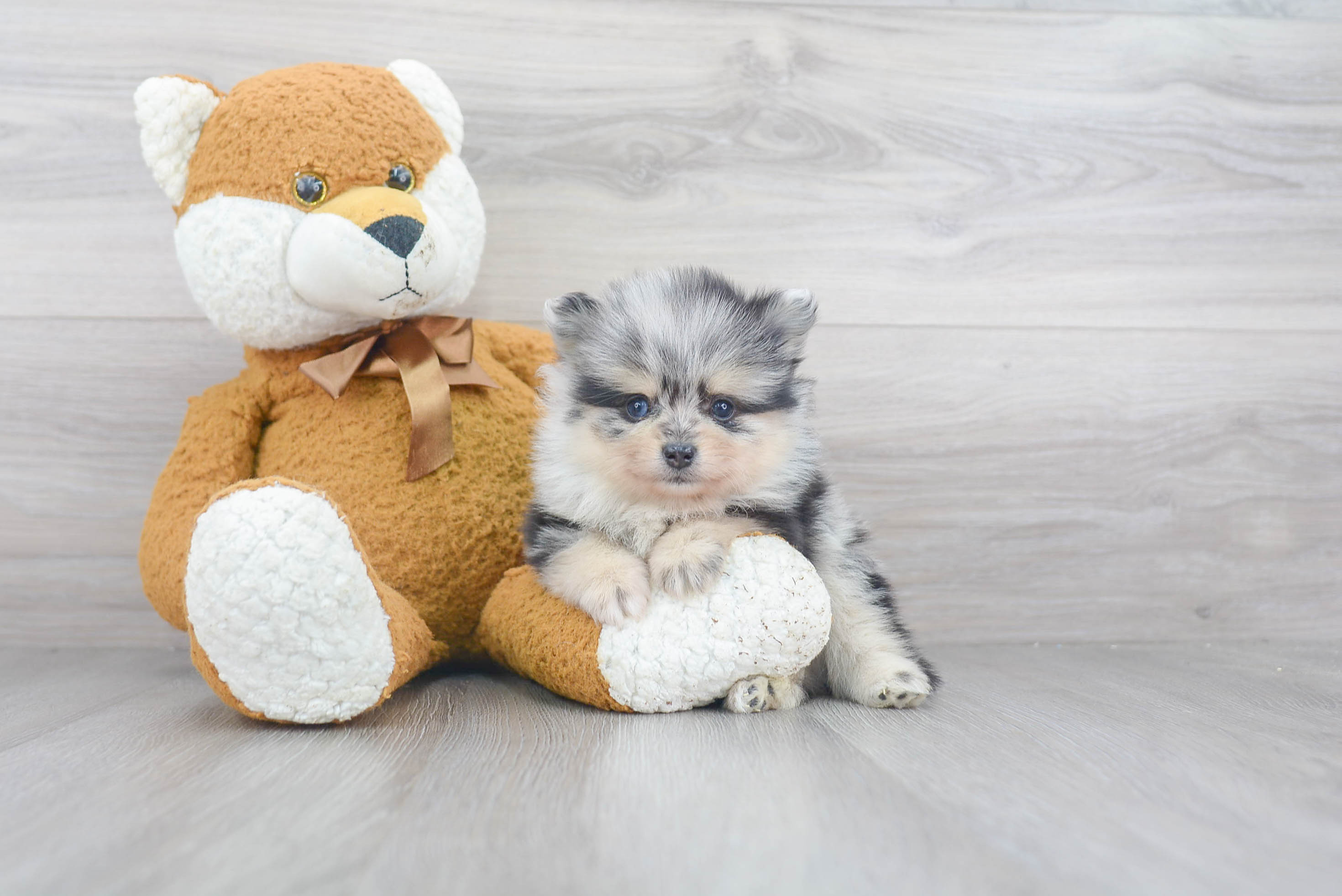 Best Pomeranian Baby
