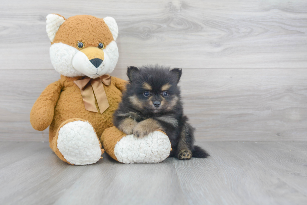 Smart Pomeranian Purebred Puppy