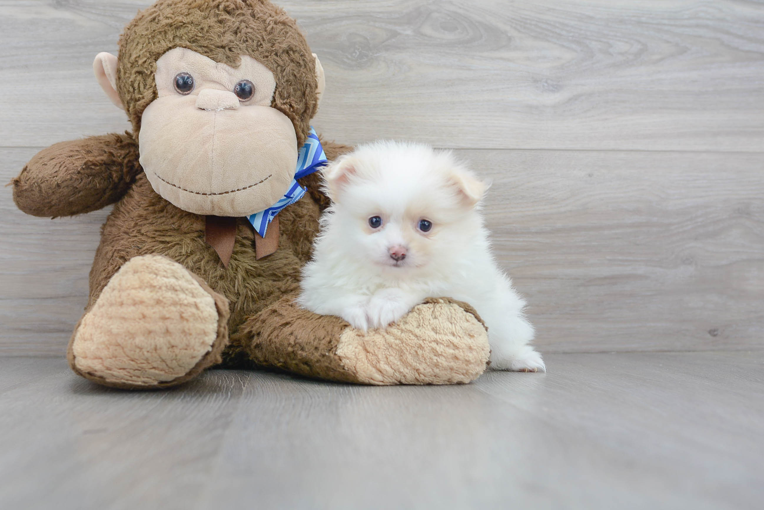 Pomeranian Puppy for Adoption