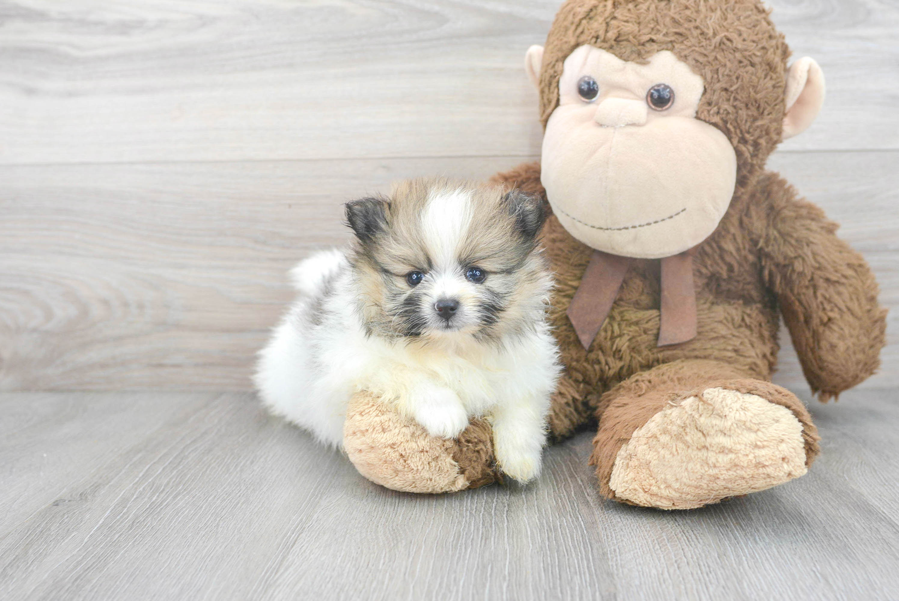 Cute Pomeranian Purebred Puppy