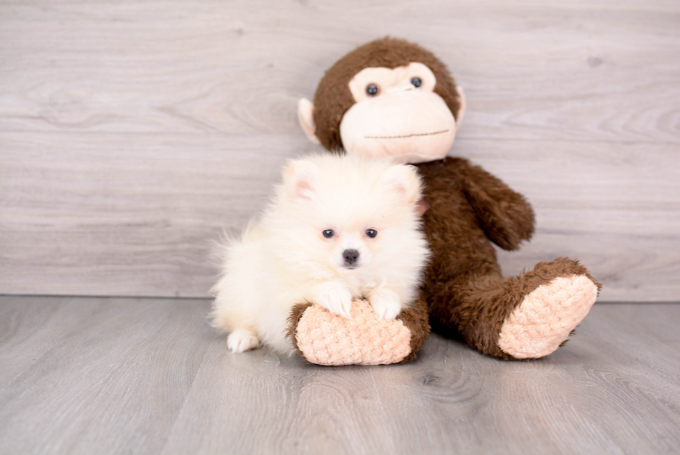 Little Pomeranian Purebred Pup