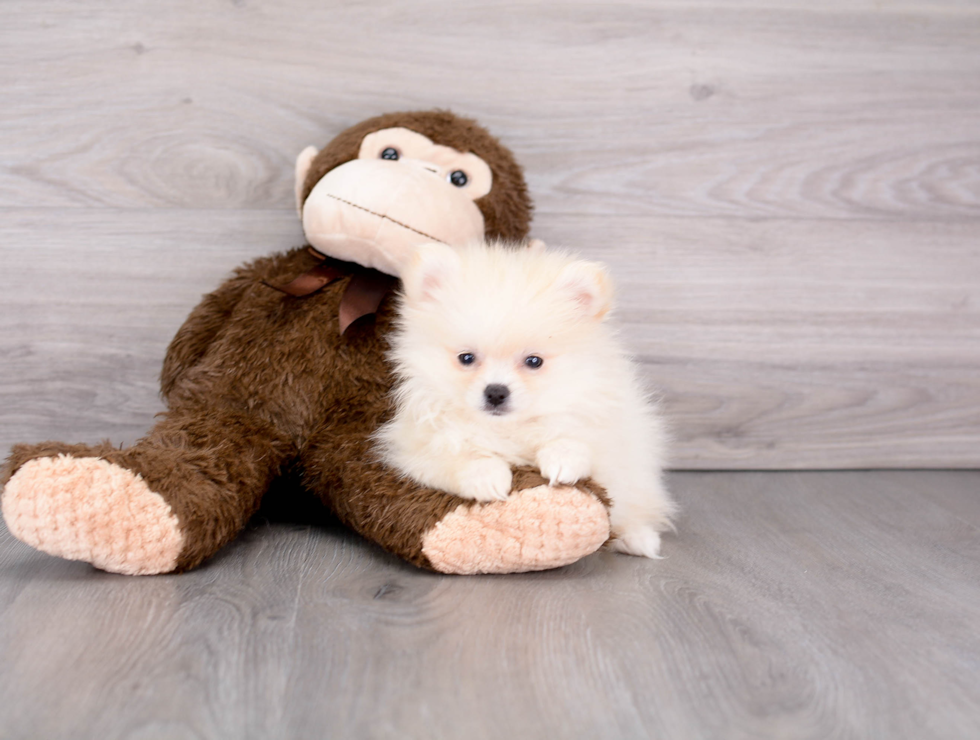 Hypoallergenic Pomeranian Baby