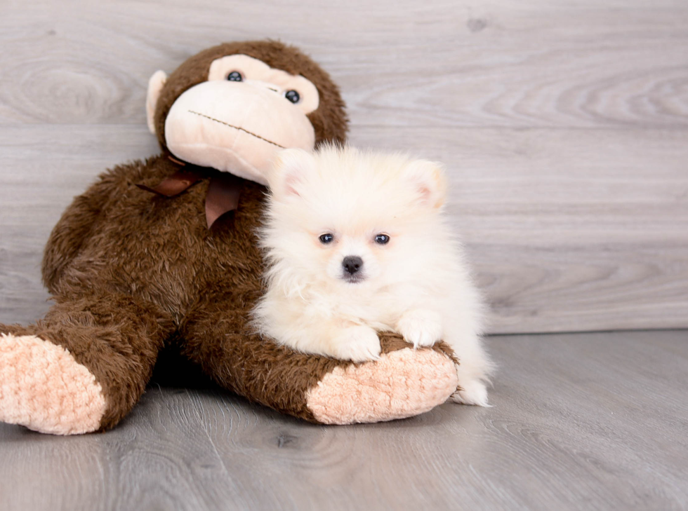 Best Pomeranian Baby
