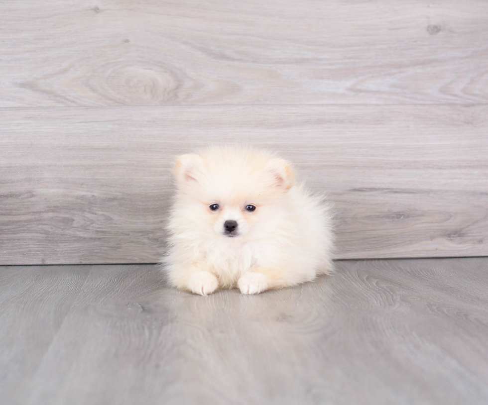 Friendly Pomeranian Purebred Pup