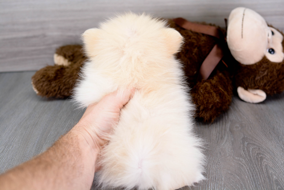 Pomeranian Pup Being Cute