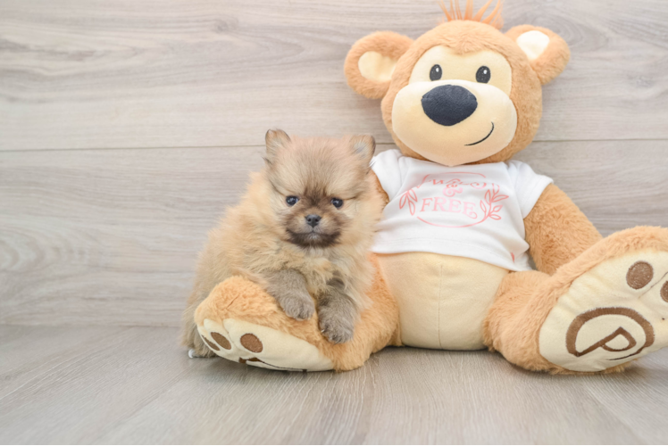 Playful Pomeranian Purebred Pup