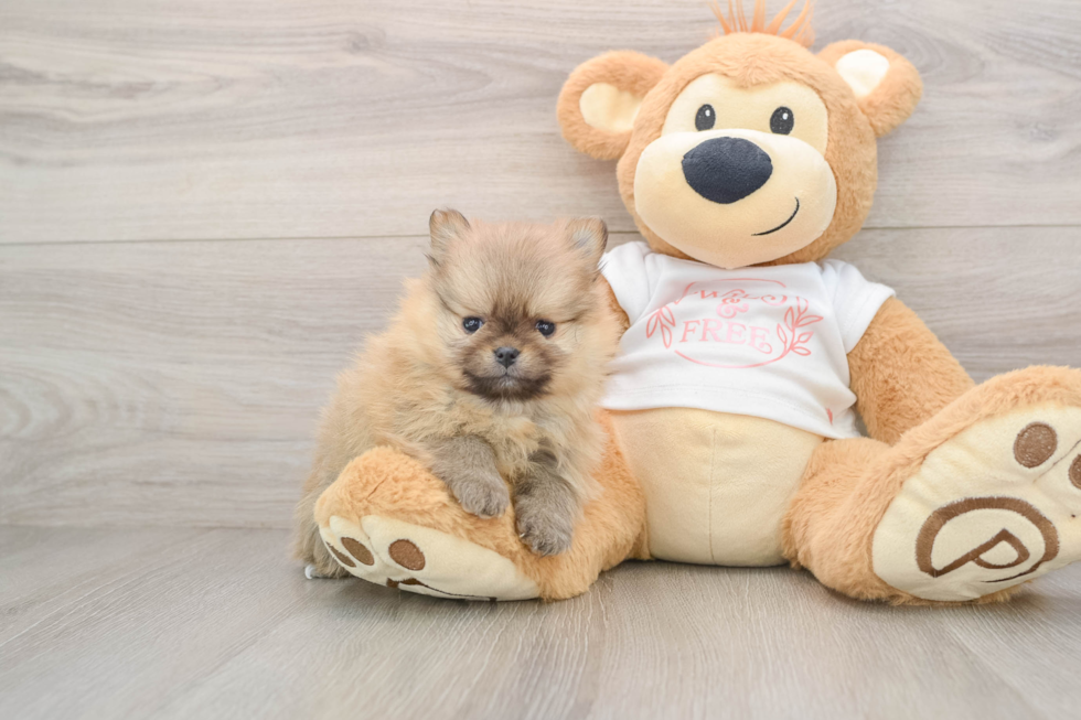 Playful Pomeranian Purebred Pup