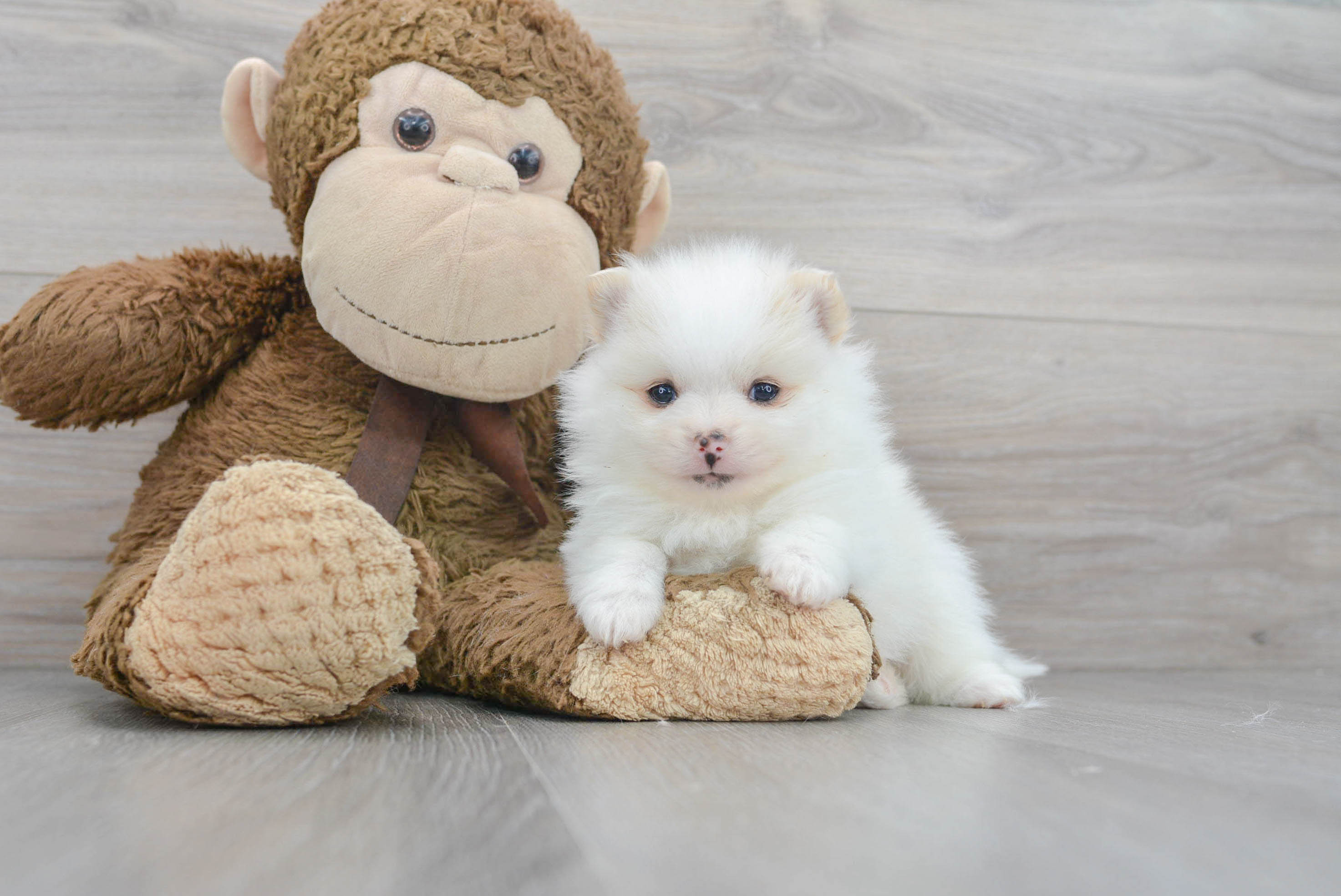 Pomeranian Pup Being Cute