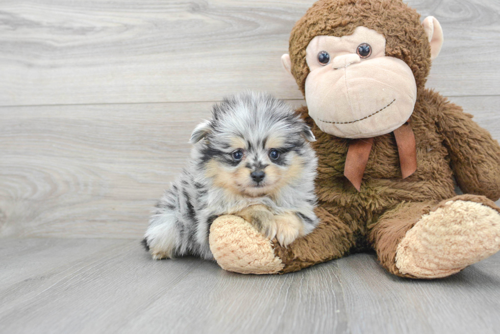 Small Pomeranian Baby