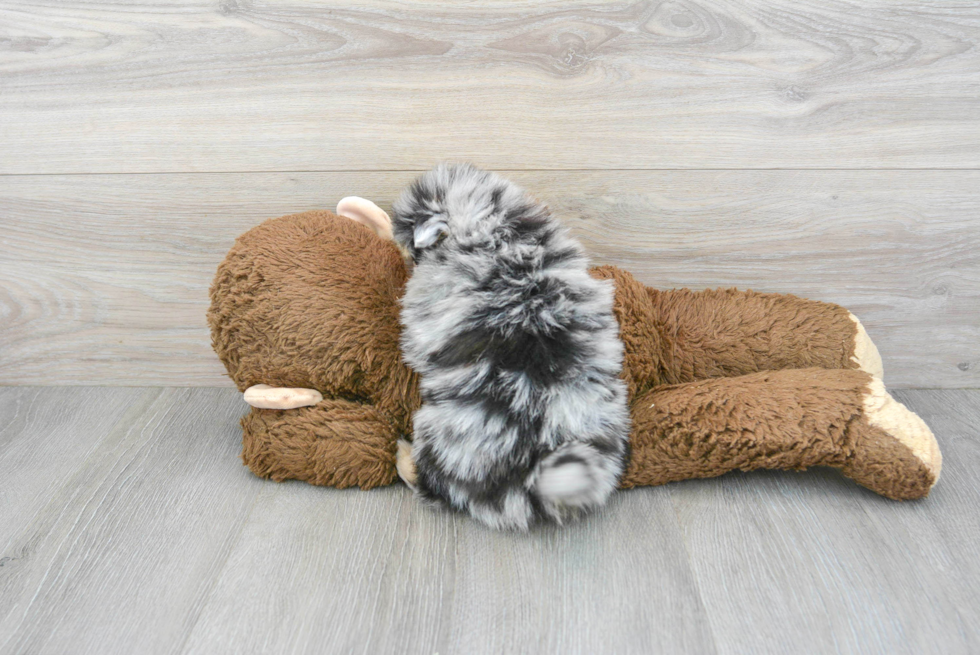 Pomeranian Puppy for Adoption