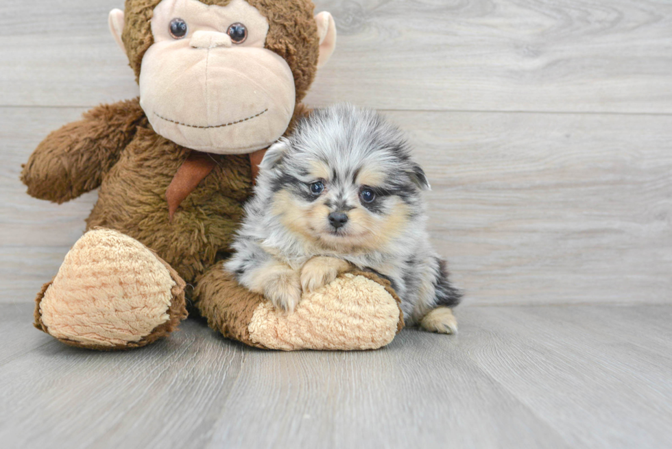 Friendly Pomeranian Baby