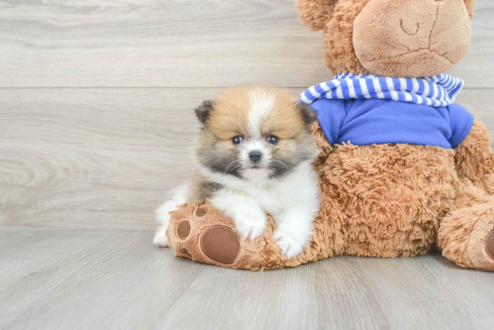 Best Pomeranian Baby