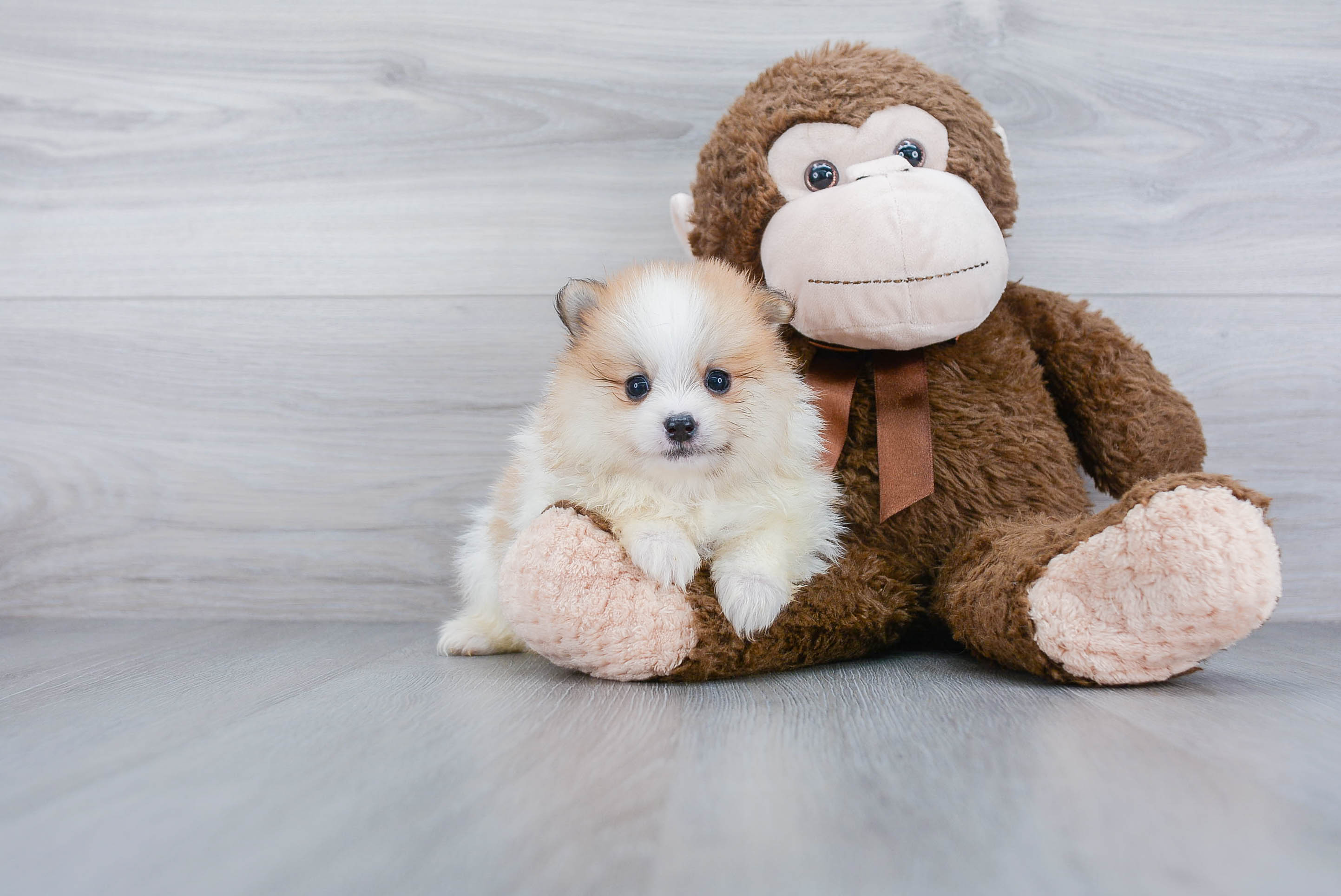 Playful Pomeranian Purebred Pup