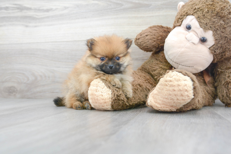 Small Pomeranian Baby