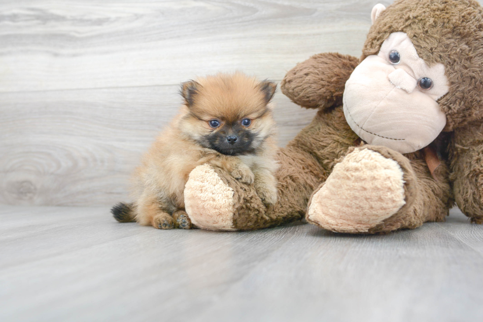 Small Pomeranian Baby